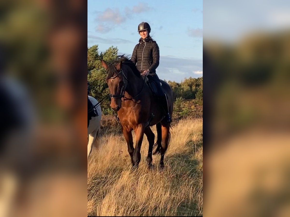 Rheinländer Castrone 14 Anni 187 cm Baio in Cuxhaven