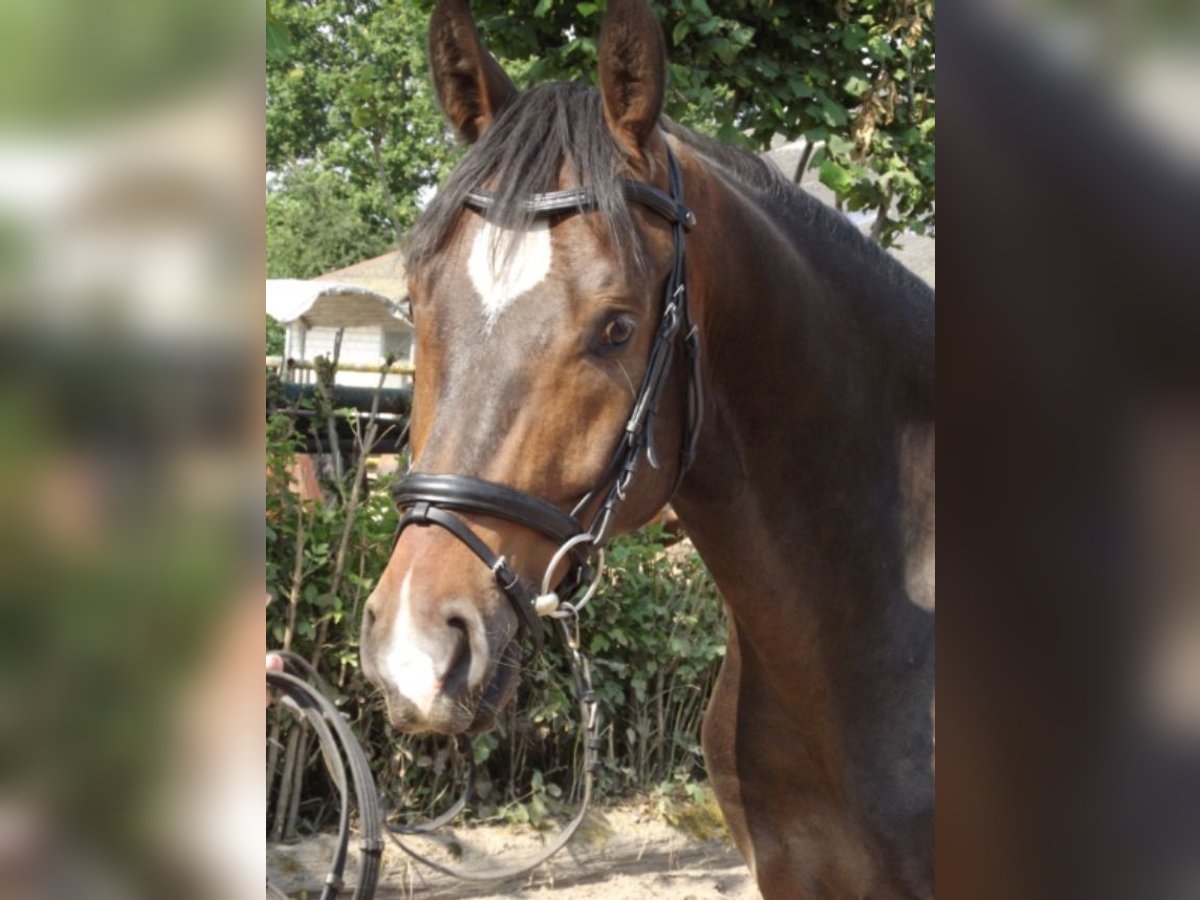 Rheinländer Castrone 15 Anni 163 cm Baio in Grünberg