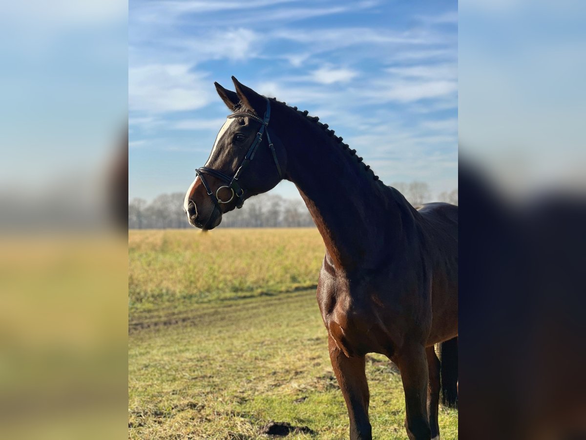 Rheinländer Castrone 15 Anni 178 cm Baio scuro in Wietmarschen