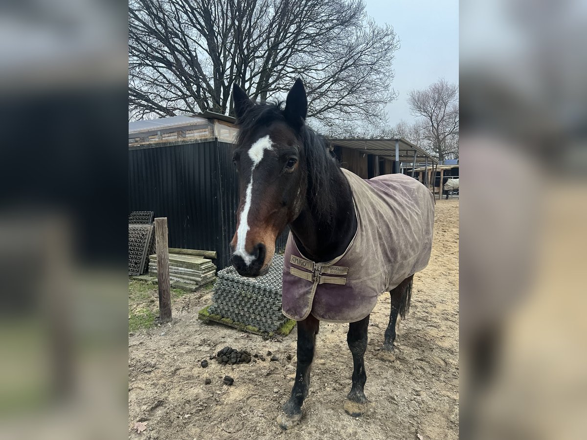 Rheinländer Castrone 17 Anni 160 cm Baio in Kaarst