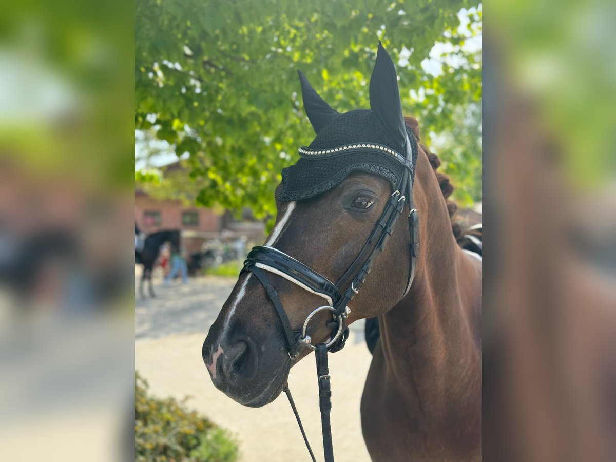 Rheinländer Castrone 17 Anni 165 cm Sauro scuro in Münster