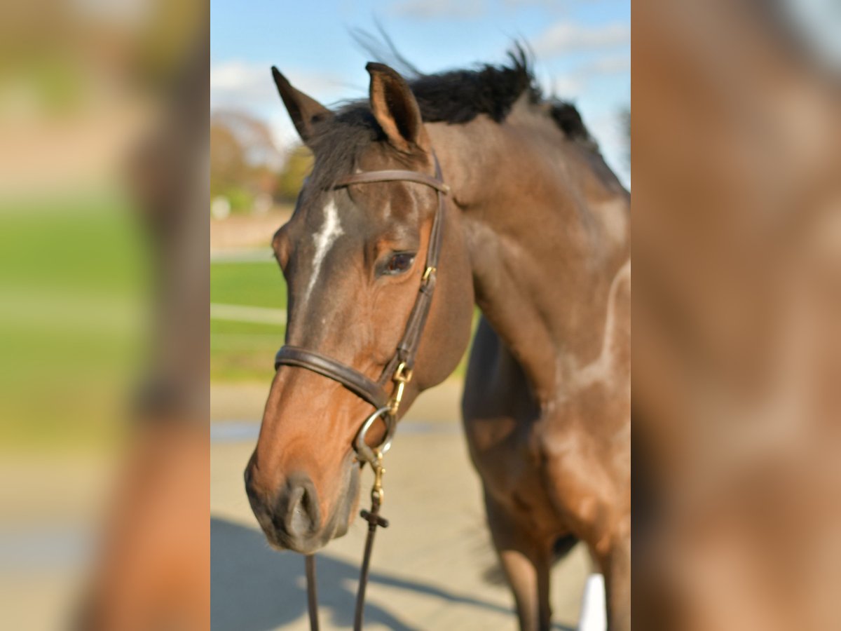 Rheinländer Castrone 18 Anni 170 cm Baio in Geilenkirchen