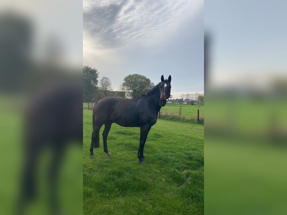 Rheinländer Castrone 20 Anni 172 cm Baio in Kamp-Lintfort