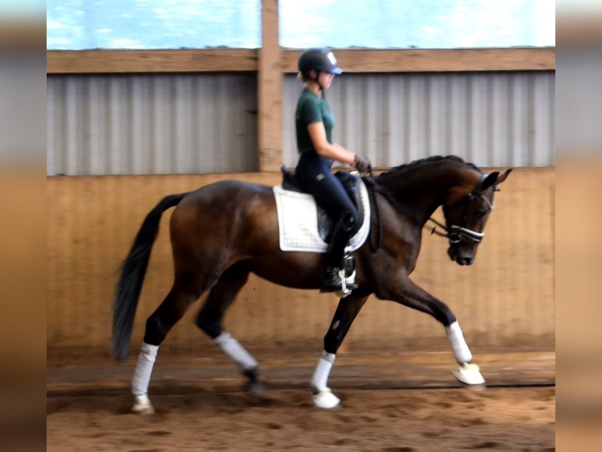 Rheinländer Castrone 3 Anni 167 cm Baio nero in Fredenbeck