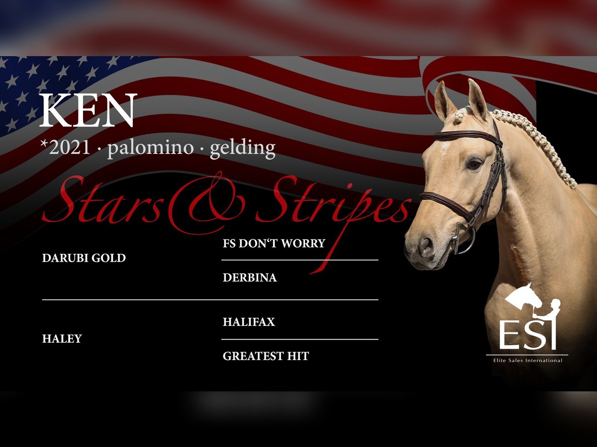 Rheinländer Castrone 4 Anni 134 cm Palomino in Lastrup