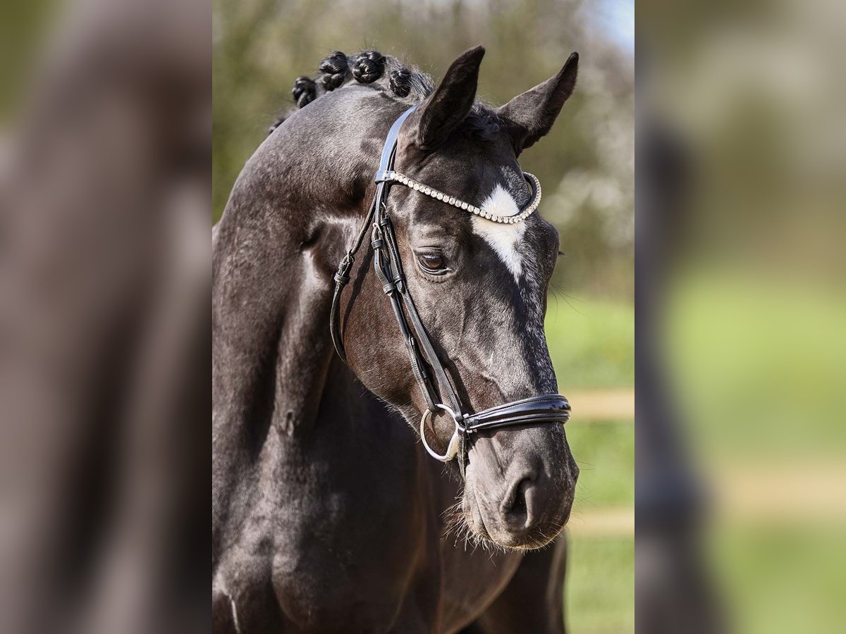 Rheinländer Castrone 4 Anni 164 cm Morello in Riedstadt