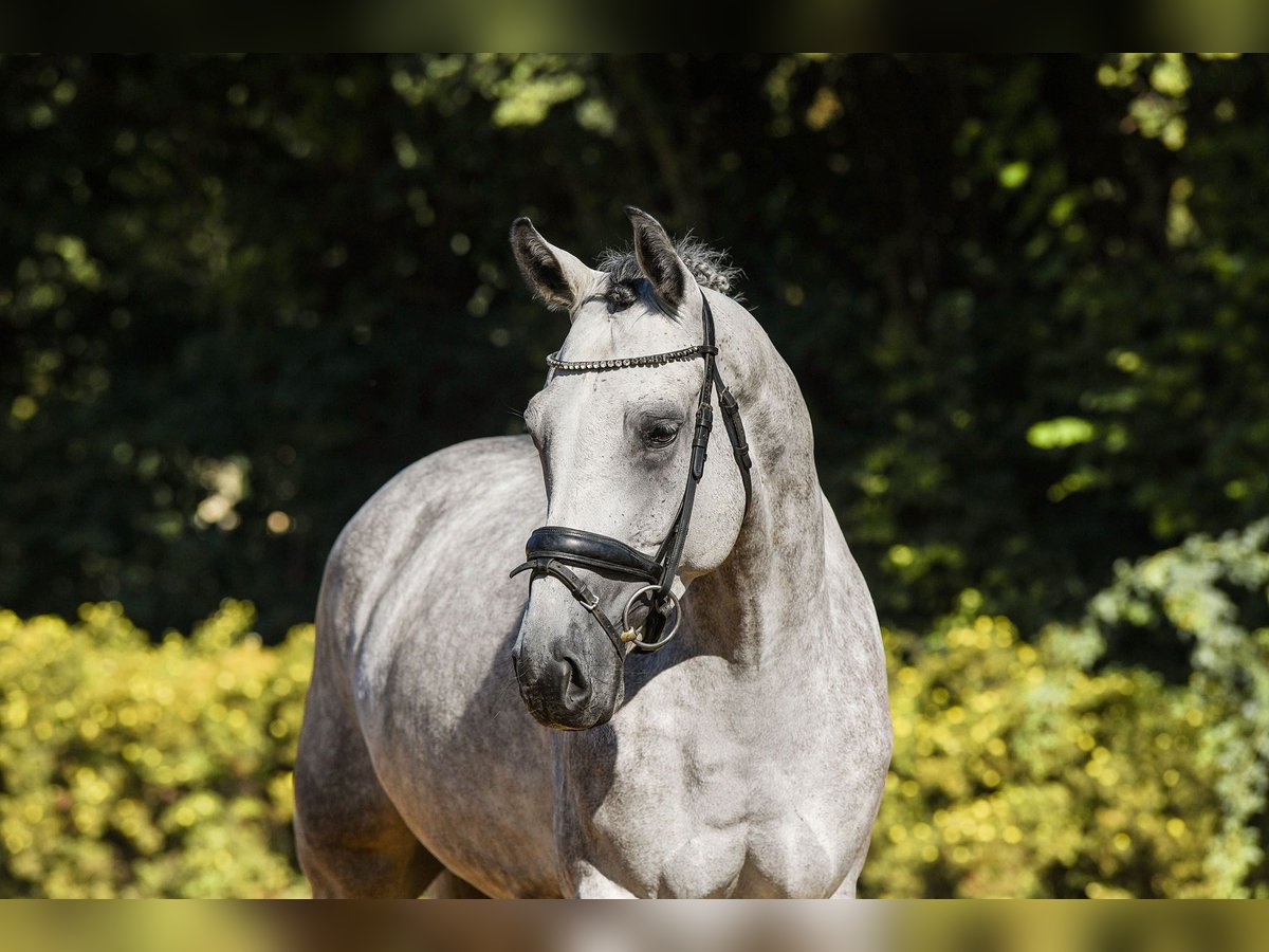 Rheinländer Castrone 4 Anni 165 cm Grigio in Riedstadt