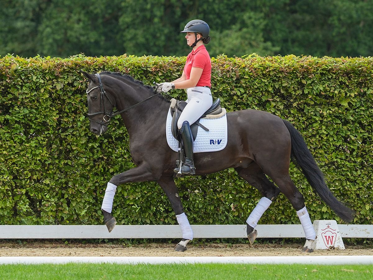 Rheinländer Castrone 4 Anni 166 cm Baio nero in Münster