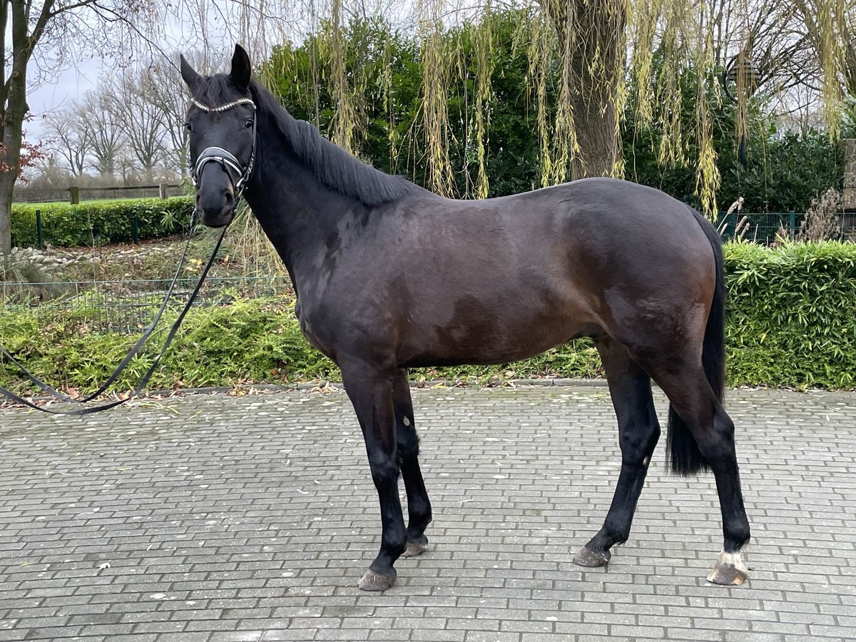 Rheinländer Castrone 4 Anni 168 cm Baio nero in Coesfeld