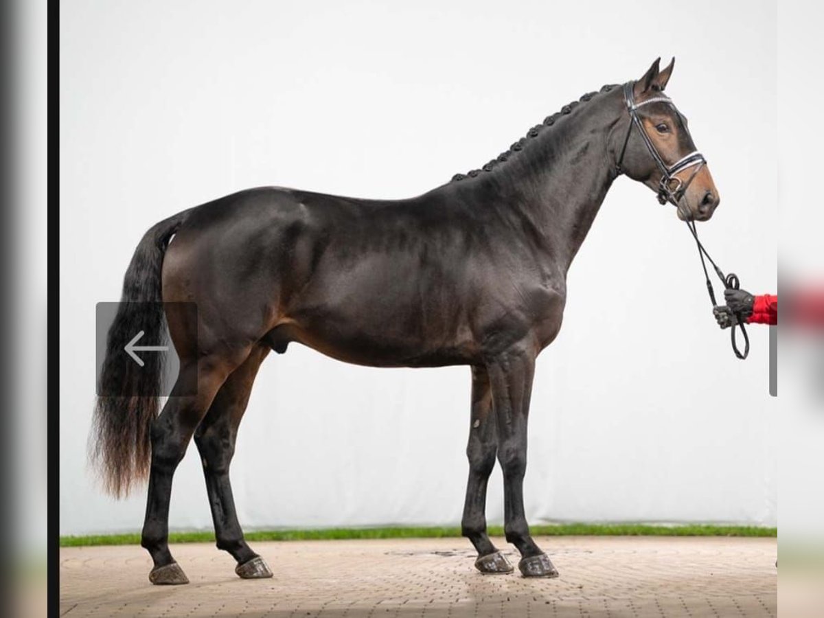 Rheinländer Mix Castrone 4 Anni 170 cm Baio in Kylm&#xE4;l&#xE4;