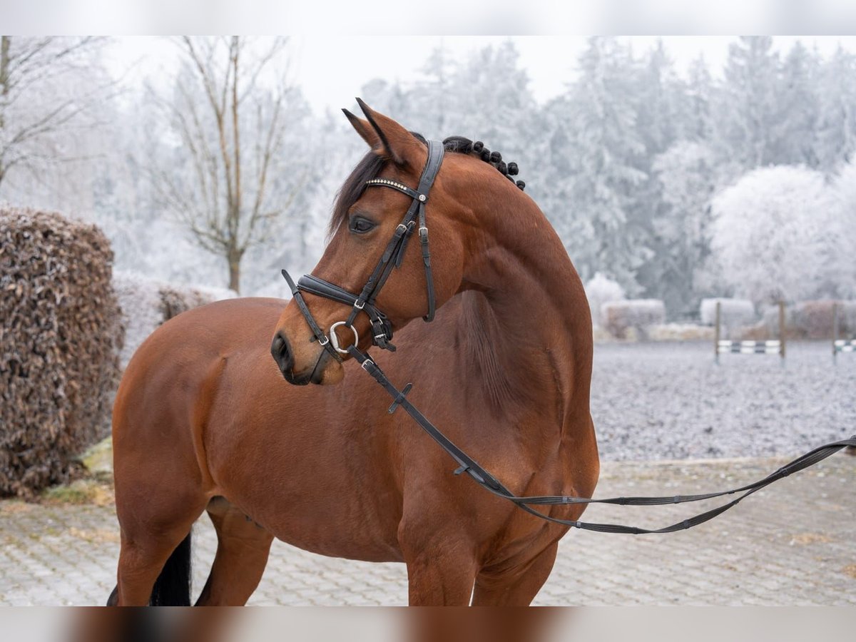 Rheinländer Castrone 5 Anni 160 cm Baio in Duggendorf