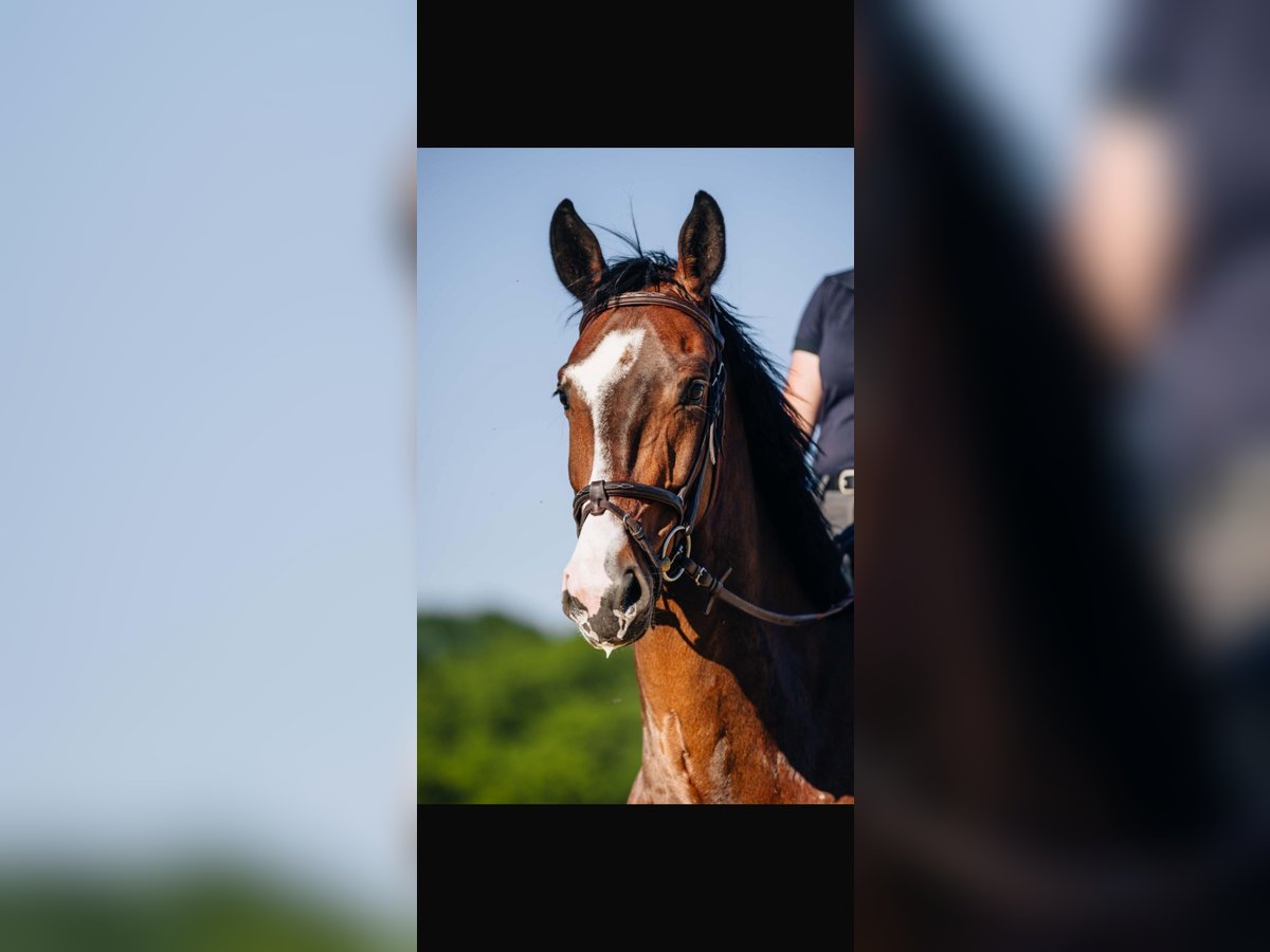 Rheinländer Castrone 5 Anni 164 cm Baio scuro in Rheinbach