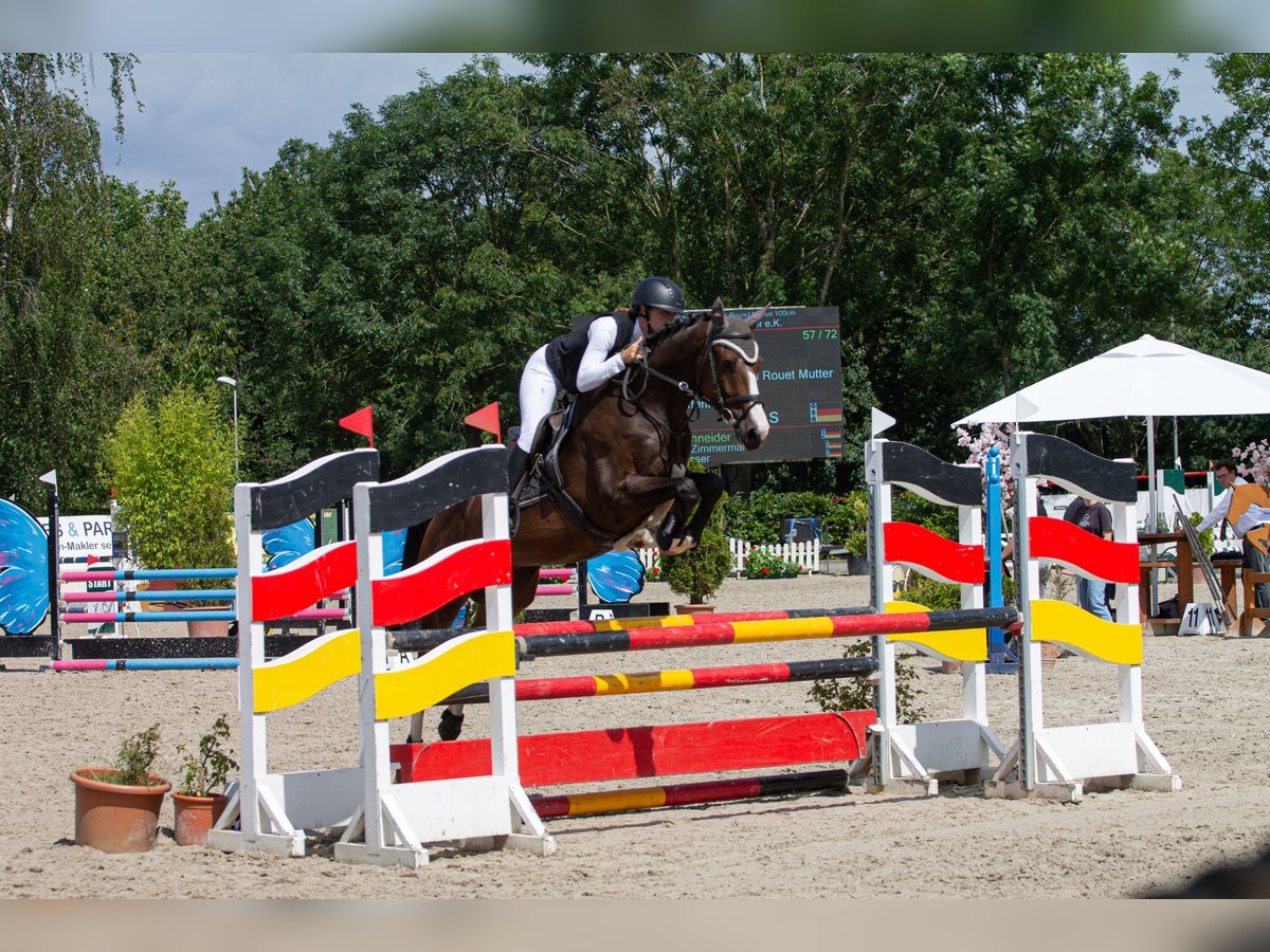 Rheinländer Castrone 6 Anni 164 cm Baio in Monheim am Rhein