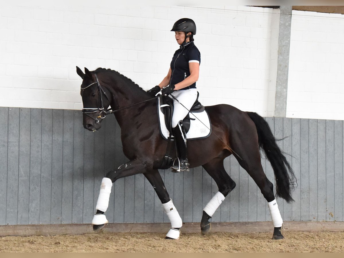 Rheinländer Castrone 6 Anni 168 cm Morello in Tiddische