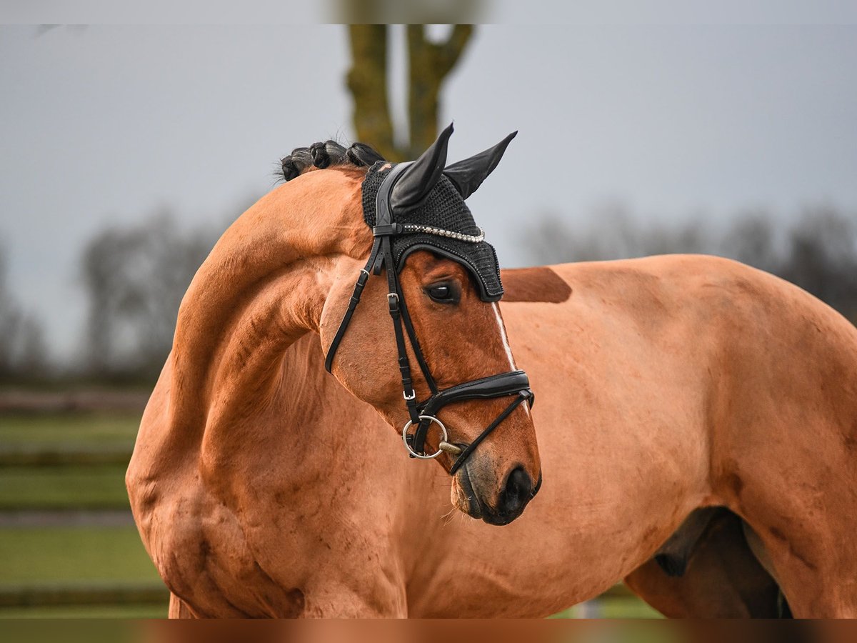 Rheinländer Castrone 6 Anni 172 cm Baio in Riedstadt