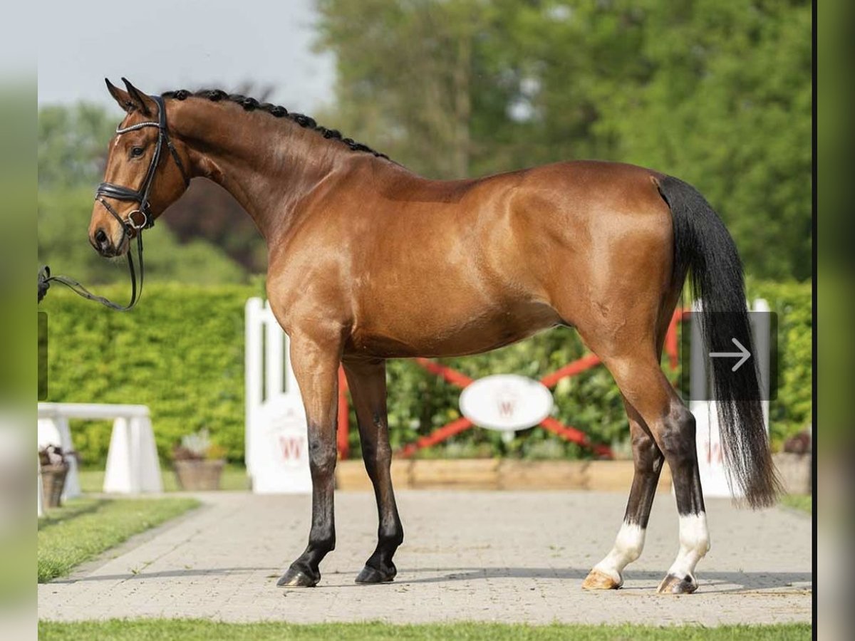 Rheinländer Castrone 6 Anni 174 cm Baio in Havixbeck