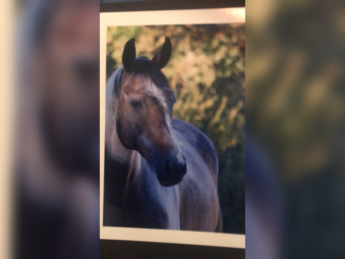 Rheinländer Castrone 7 Anni 159 cm Pezzato in Essen