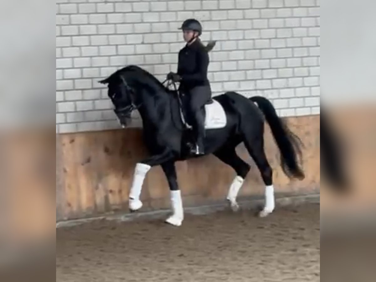 Rheinländer Castrone 7 Anni 169 cm Baio nero in WürselenWürselen