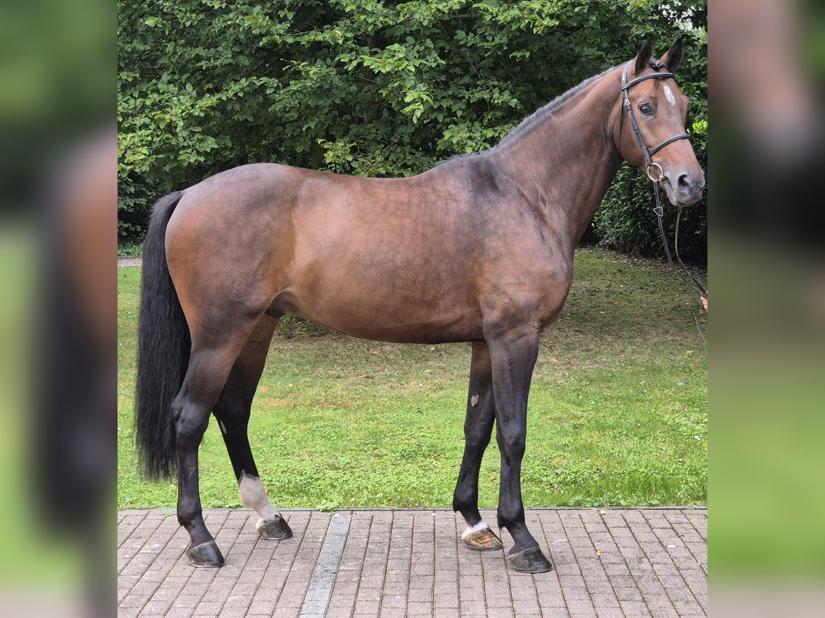 Rheinländer Castrone 7 Anni 170 cm Baio in Willich