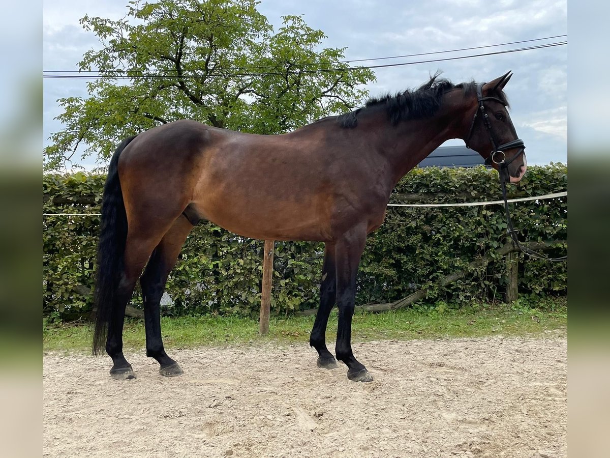 Rheinländer Castrone 8 Anni 170 cm Baio in Lohmar