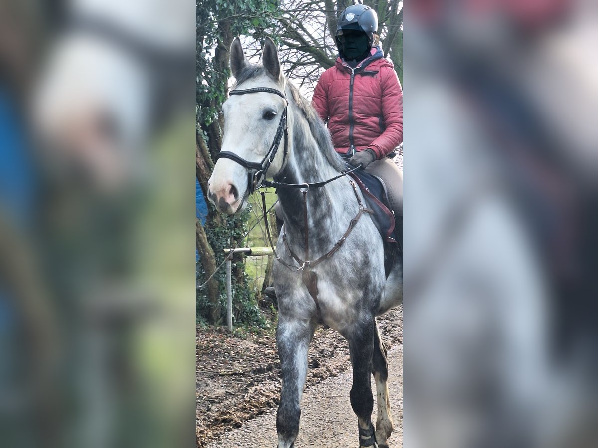 Rheinländer Castrone 8 Anni 172 cm Grigio in Grevenbroich