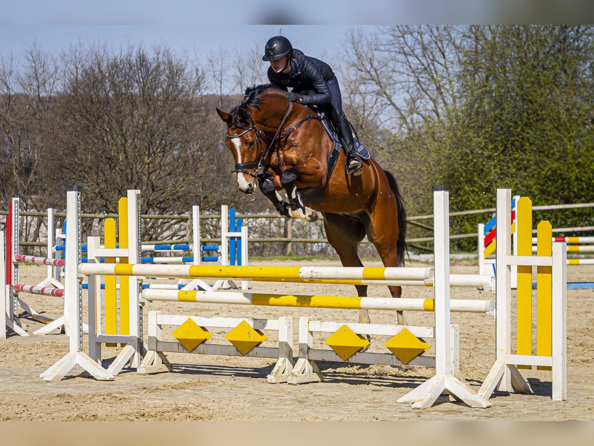 Rheinländer Castrone 9 Anni 165 cm Baio in Wuppertal