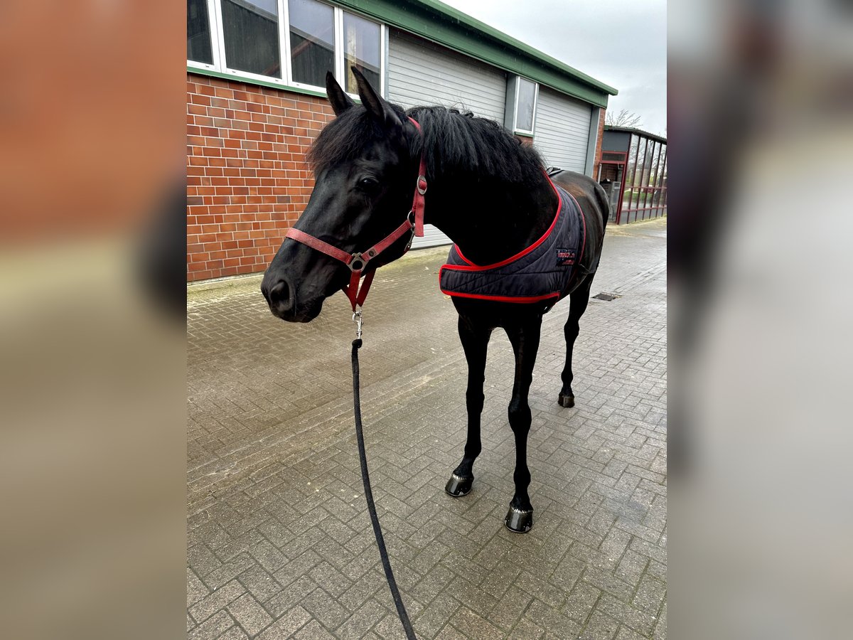 Rheinländer Castrone 9 Anni 170 cm Morello in Stade