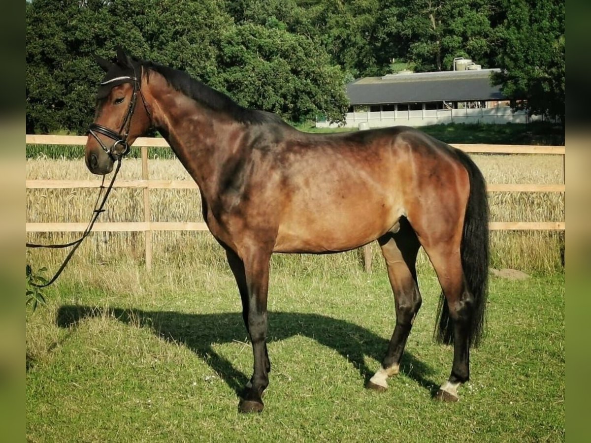 Rheinländer Castrone 9 Anni 174 cm Baio scuro in Umkirch