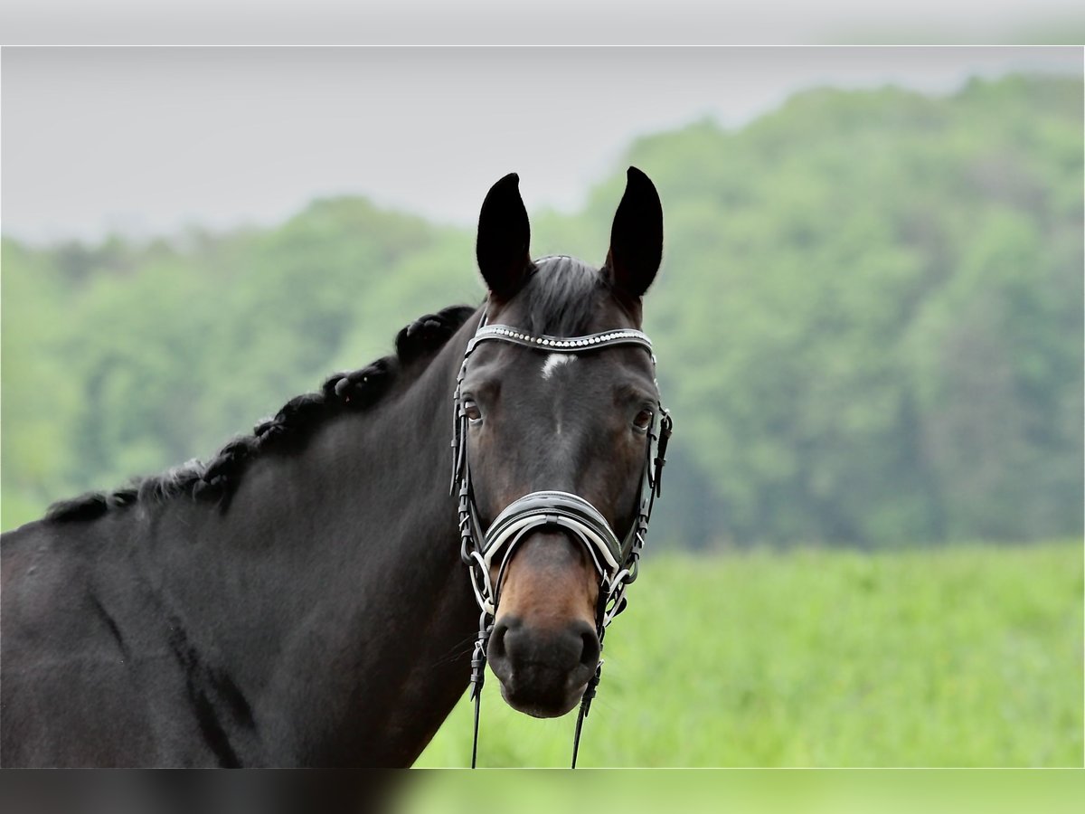 Rheinländer Giumenta 10 Anni 172 cm Baio nero in Dörflingen