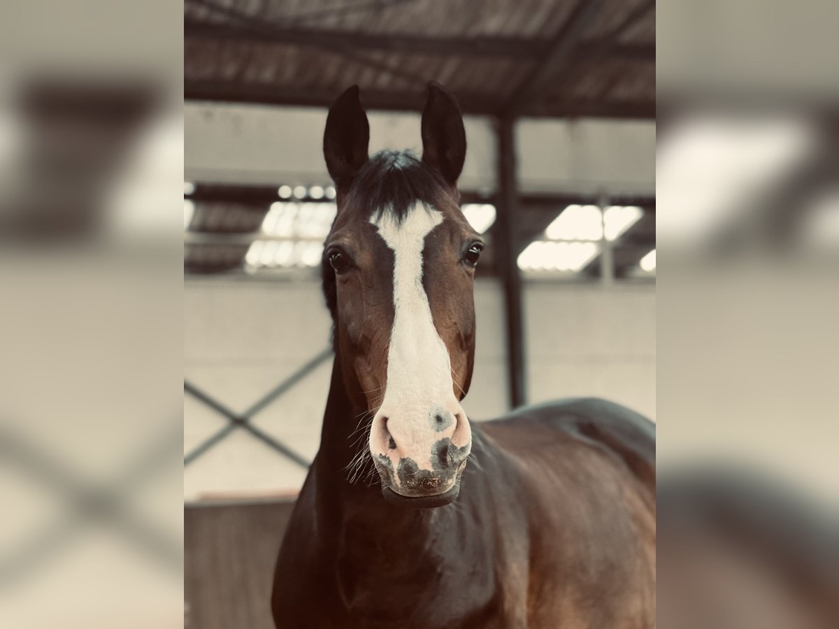 Rheinländer Giumenta 11 Anni 175 cm Baio in Heinsberg