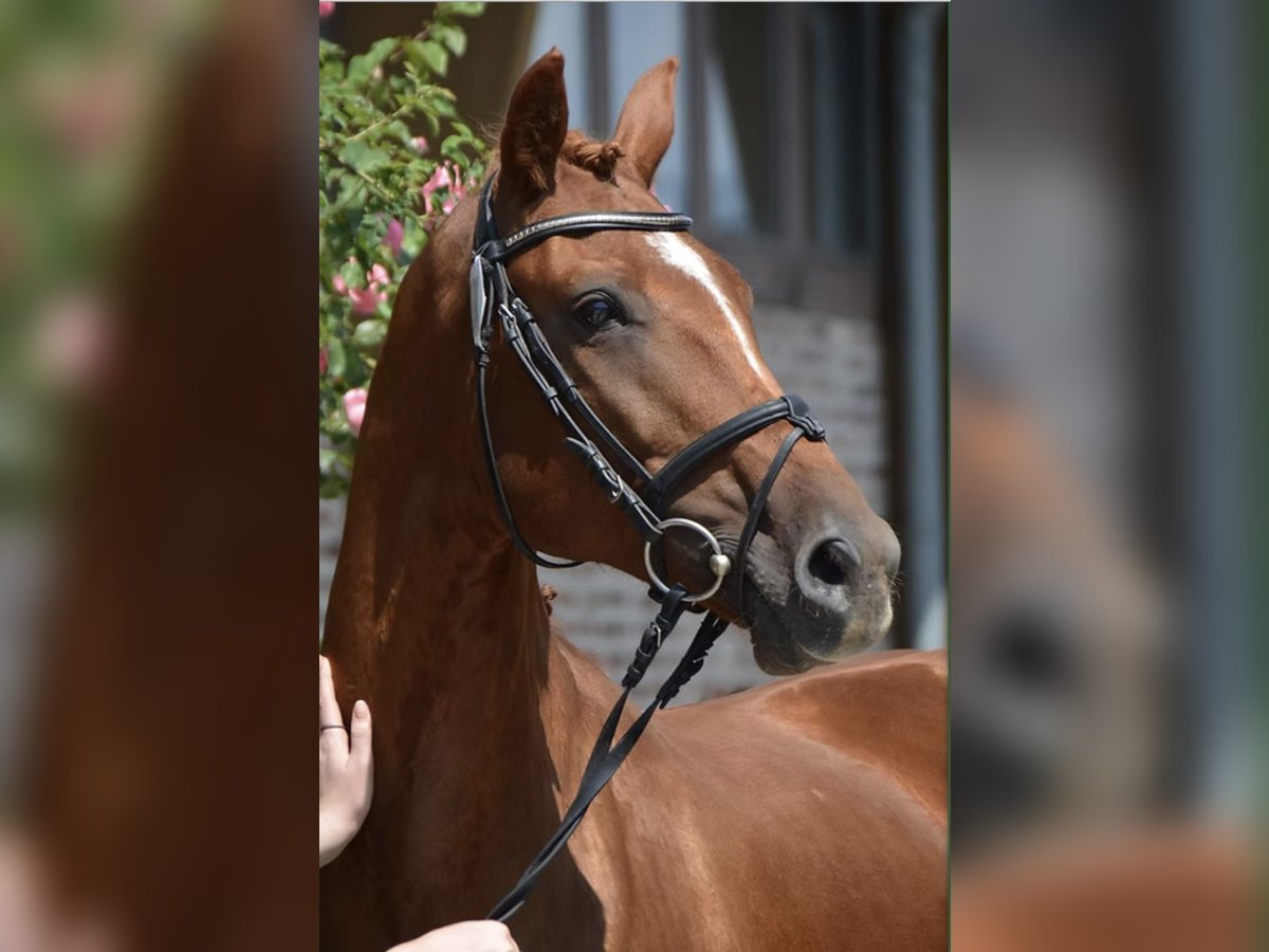 Rheinländer Giumenta 13 Anni 164 cm Sauro in RatingenRatingen