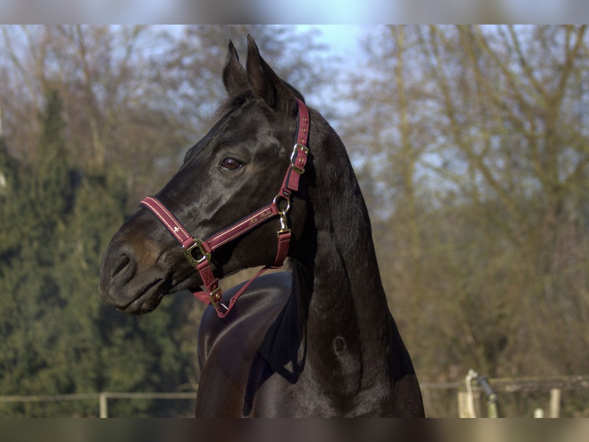 Rheinländer Giumenta 13 Anni 165 cm Baio nero in Taufkirchen