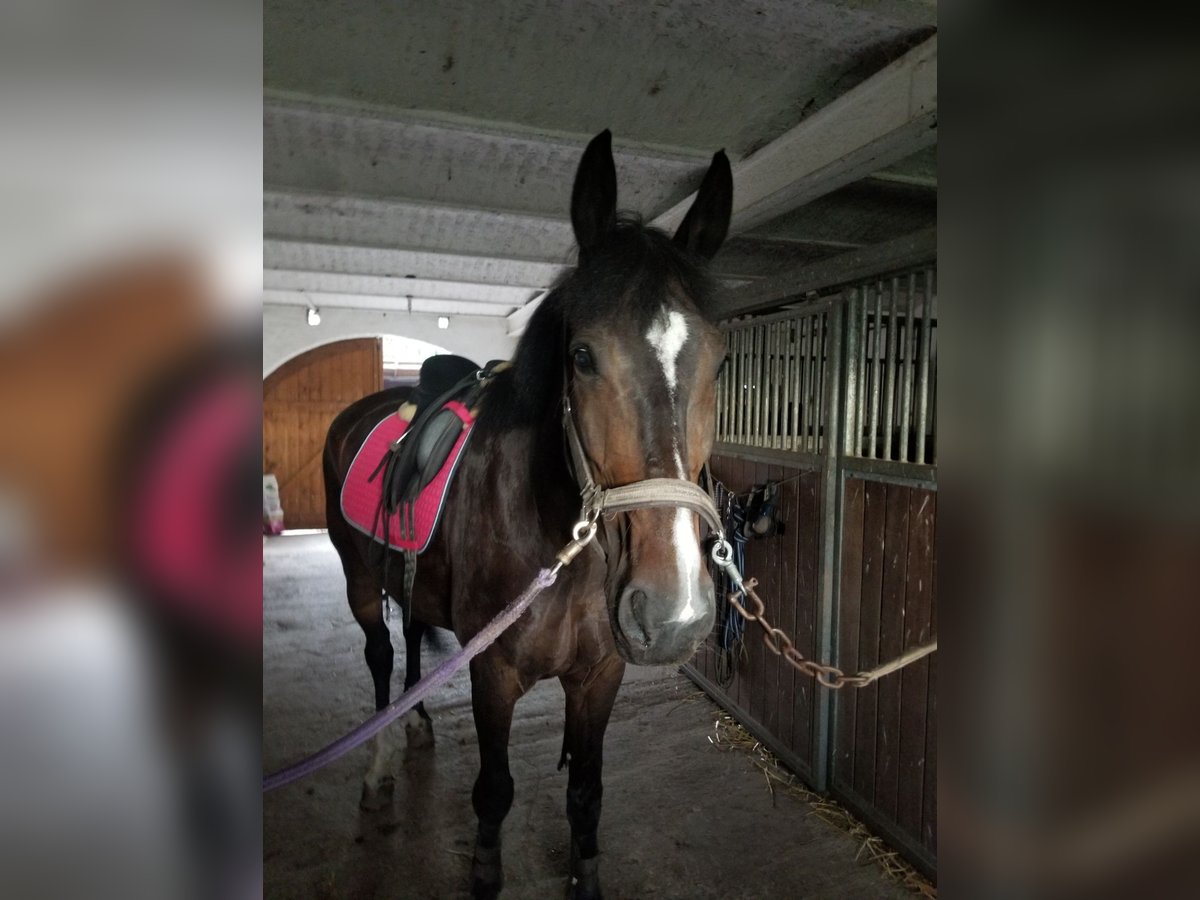 Rheinländer Giumenta 13 Anni 175 cm Baio scuro in Niederkassel