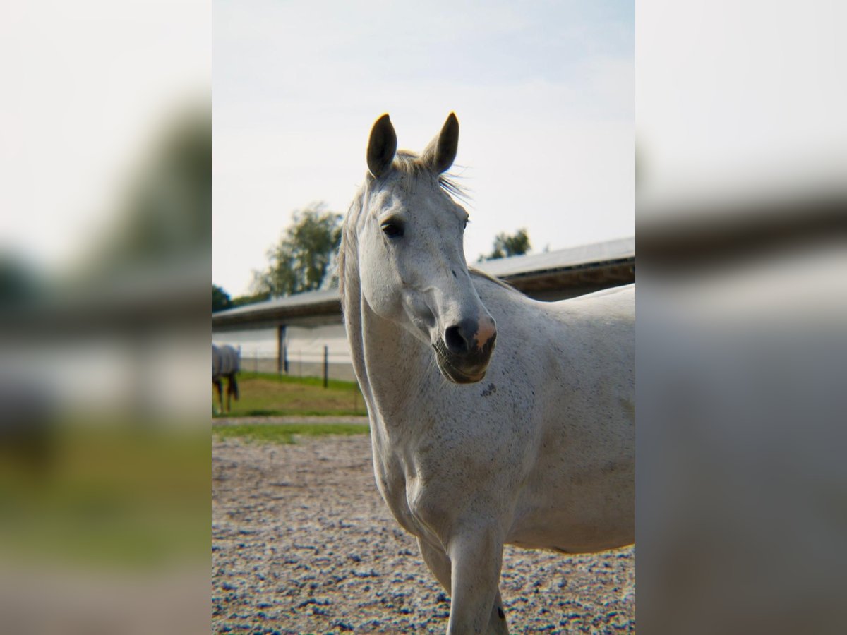 Rheinländer Giumenta 14 Anni 165 cm Grigio ferro in Dreschvitz