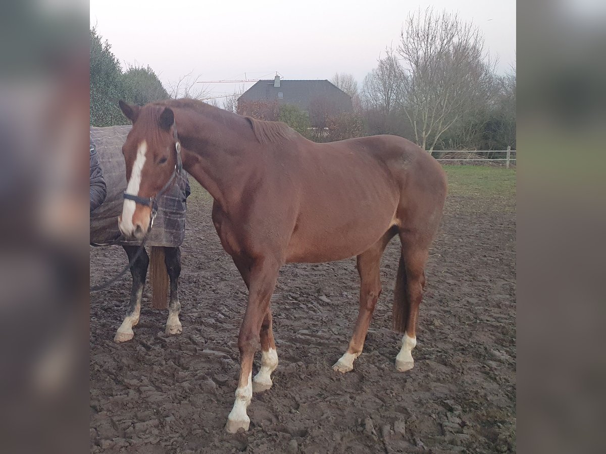 Rheinländer Giumenta 14 Anni 165 cm Sauro in Duisburg