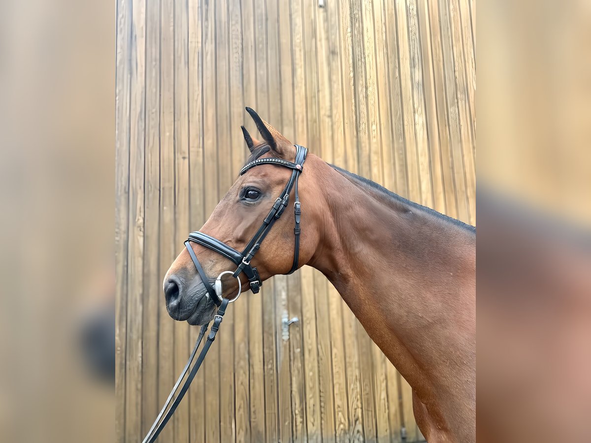 Rheinländer Giumenta 15 Anni 167 cm Baio in Kevelaer