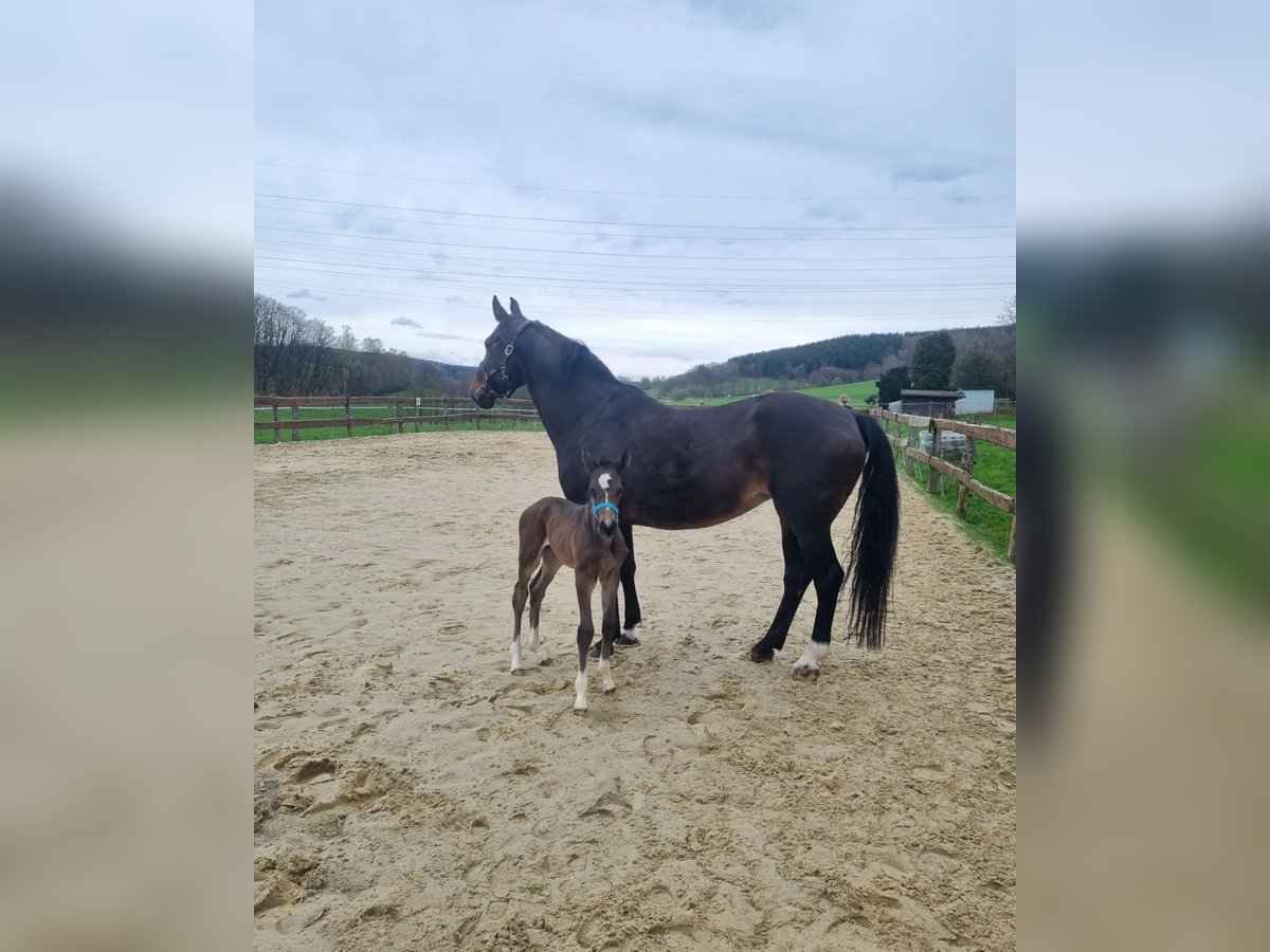 Rheinländer Giumenta 16 Anni 168 cm Baio in Freudenberg