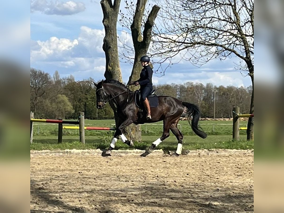 Rheinländer Giumenta 16 Anni 172 cm Baio in Rheurdt