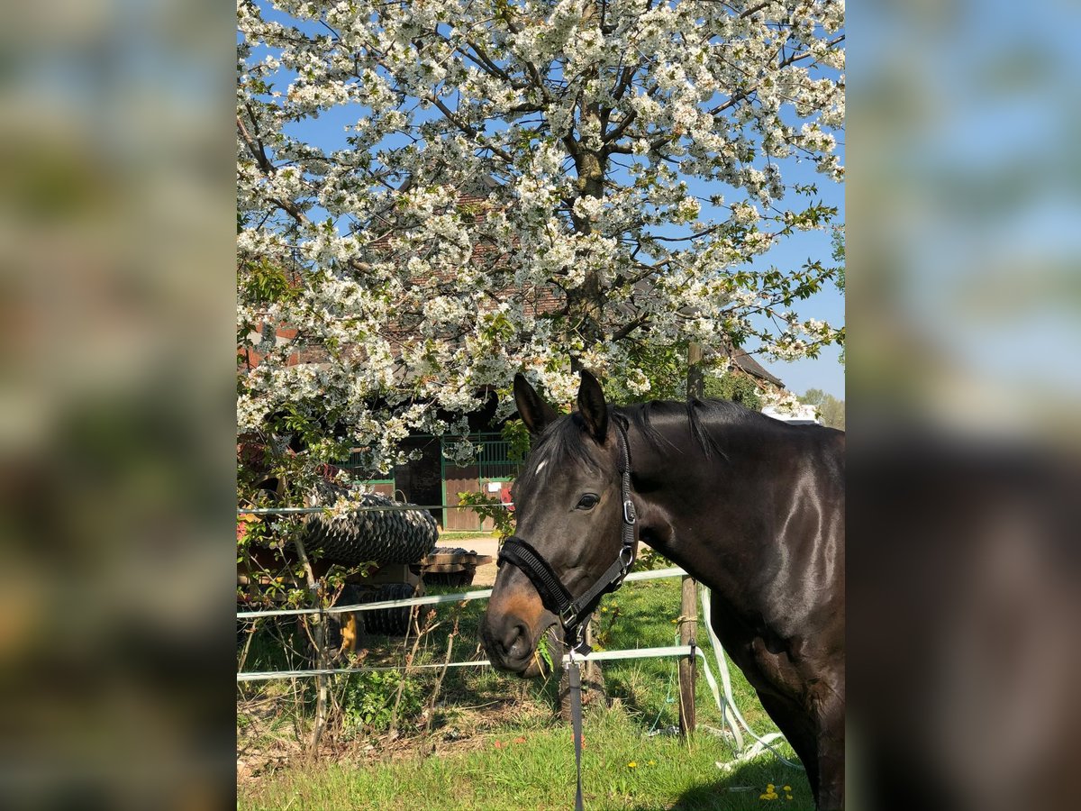 Rheinländer Giumenta 16 Anni 175 cm Baio scuro in Rheurdt