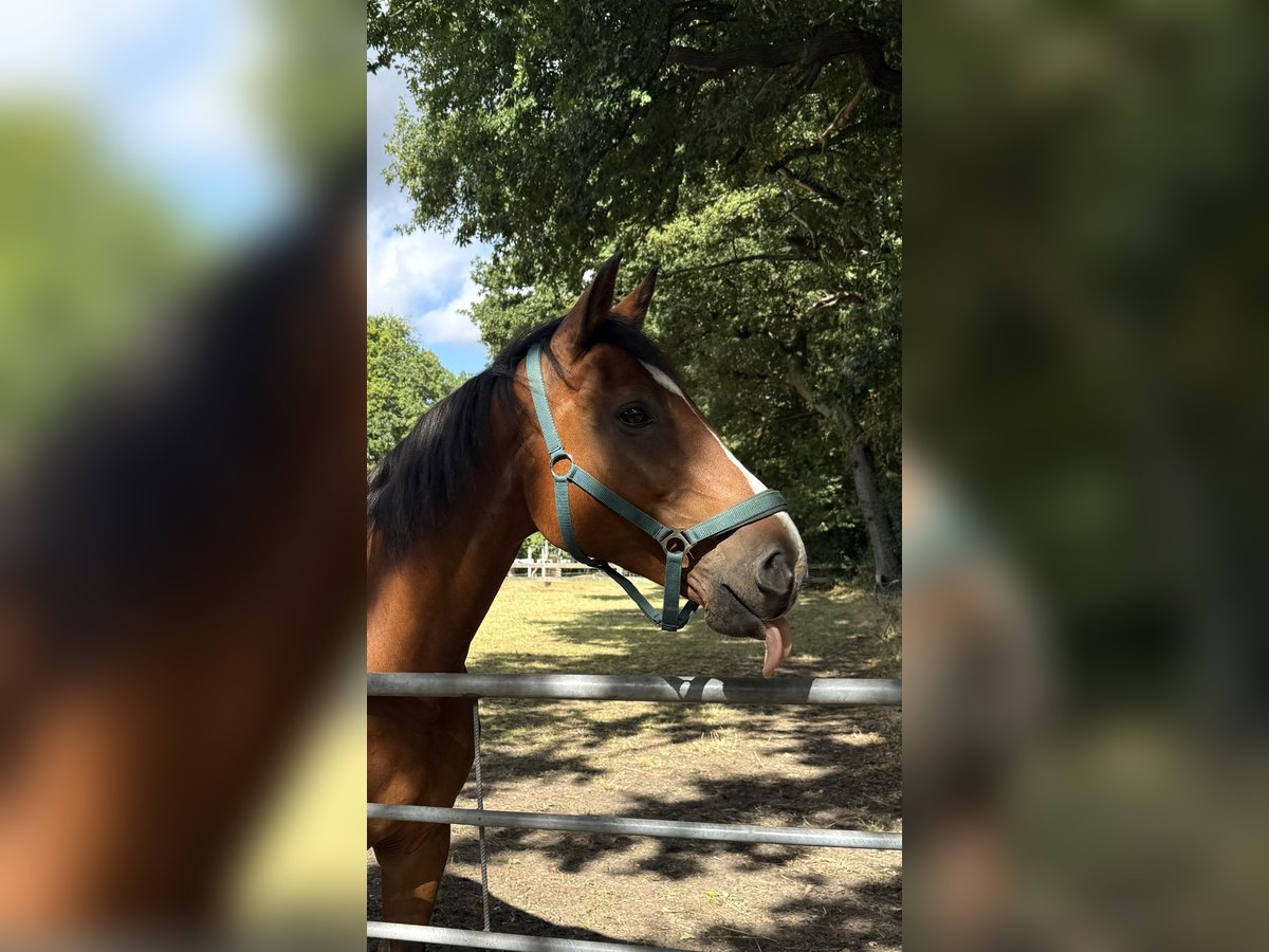 Rheinländer Giumenta 17 Anni 165 cm Baio in Waltrop