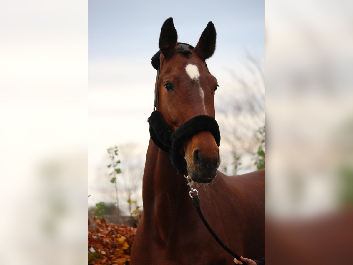 Rheinländer Giumenta 17 Anni 172 cm Baio in Issum