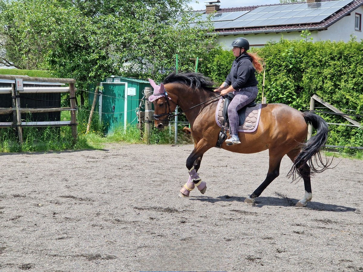 Rheinländer Giumenta 21 Anni 164 cm Baio in Mückeln