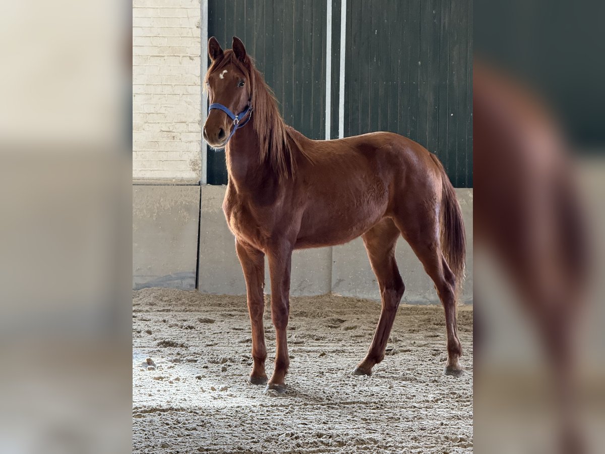 Rheinländer Giumenta 2 Anni 170 cm Sauro in Vettwei&#xDF;