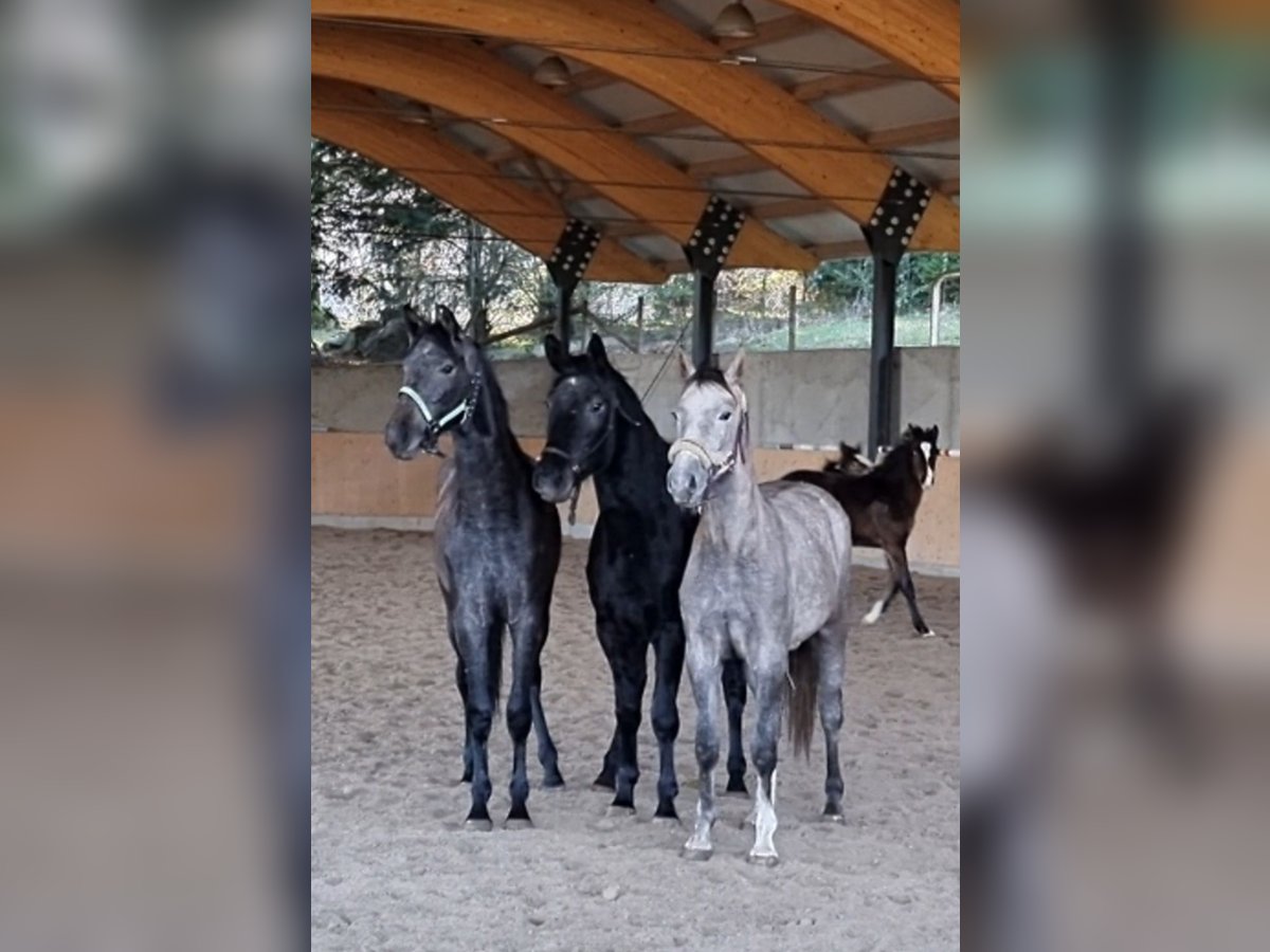 Rheinländer Giumenta 3 Anni 162 cm Può diventare grigio in Walterswil