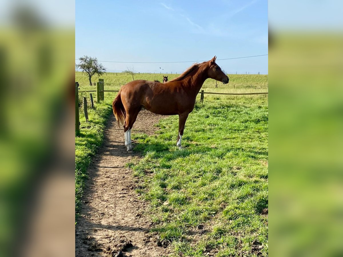 Rheinländer Giumenta 3 Anni 166 cm Sauro in Wesel