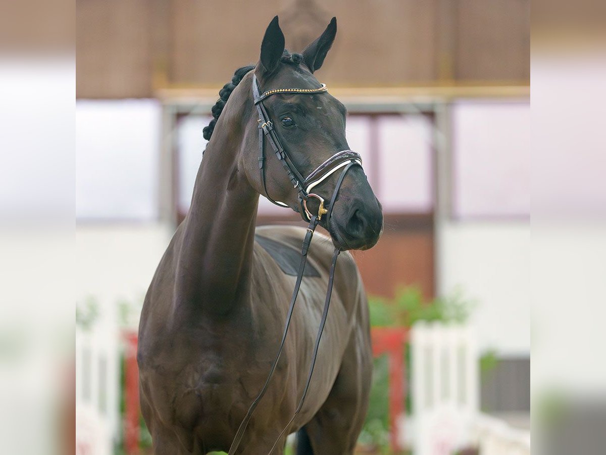 Rheinländer Giumenta 3 Anni Baio nero in Münster-Handorf