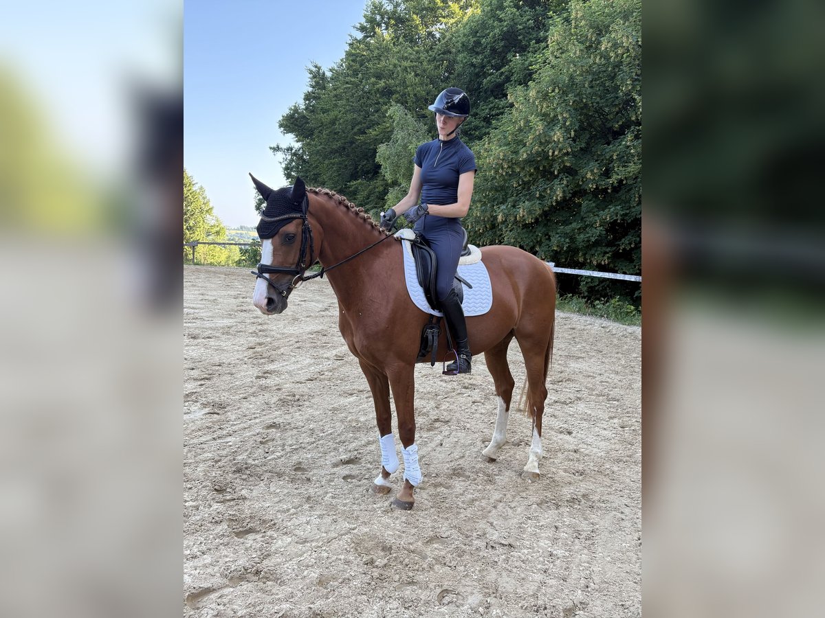 Rheinländer Giumenta 4 Anni 167 cm Sauro in Wermelskirchen
