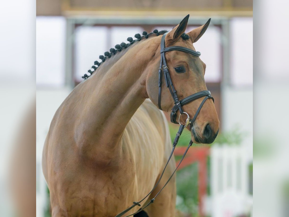 Rheinländer Giumenta 4 Anni Baio in Münster-Handorf