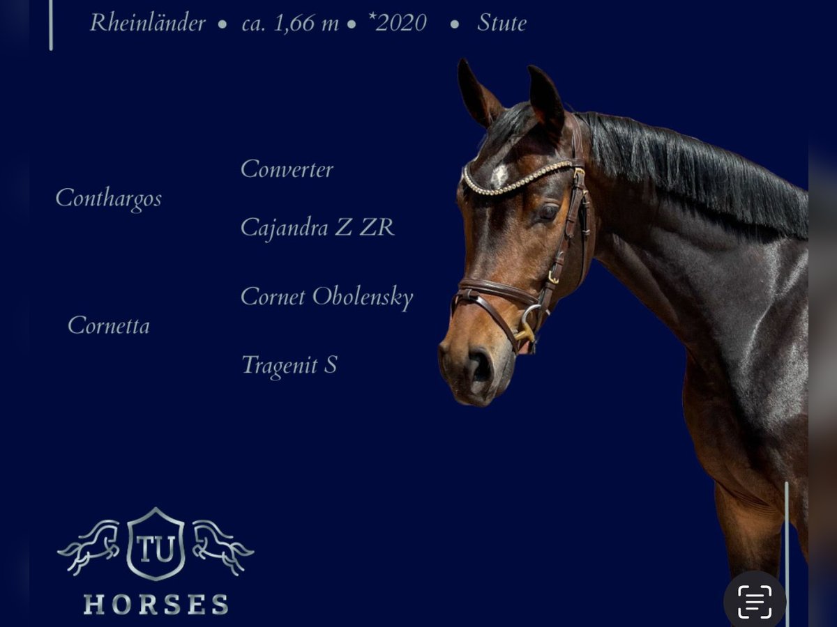 Rheinländer Giumenta 5 Anni 165 cm Baio scuro in Uedem