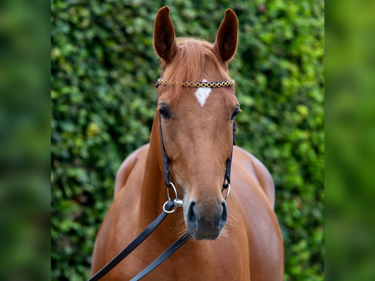 Rheinländer Giumenta 6 Anni 158 cm Sauro in Bornheim